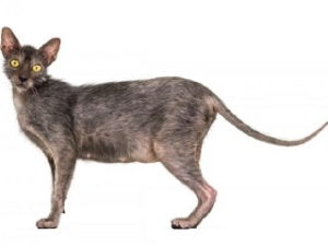 race de chat Lykoi