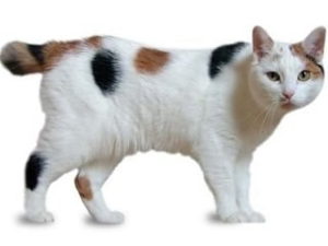 race de chat Manx