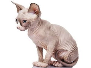 race de chat Minskin