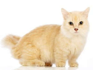 race de chat Munchkin
