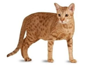 race de chat Ocicat