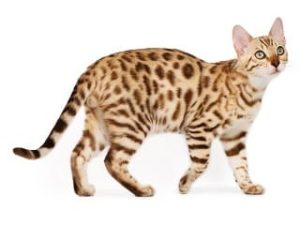 race de chat Ocicat