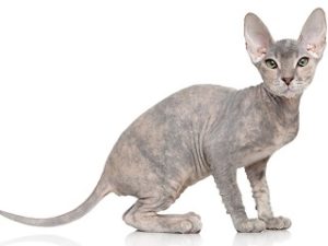 race de chat Peterbald