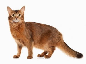 race de chat Somali
