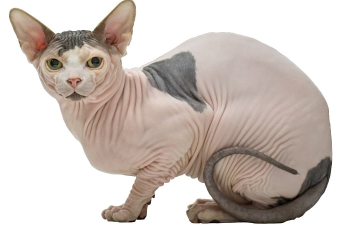 race de chat Sphynx