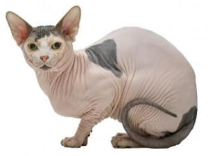 race de chat Sphynx