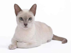 race de chat Tonkinois