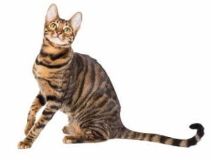 race de chat Toyger