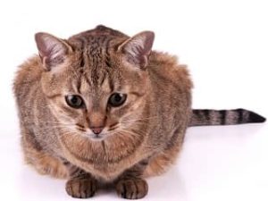race de chat Brazilian Shorthair