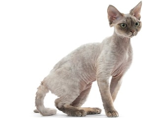 chat Devon Rex