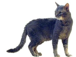 race de chat german rex