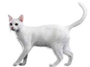 race de chat khao Manee