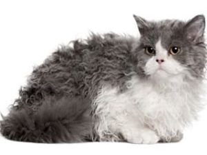 race chat selkirk rex