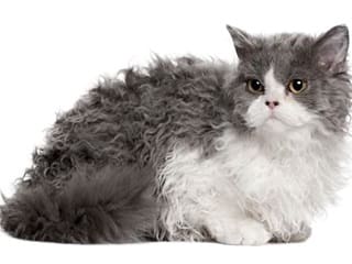 chat Selkirk Rex