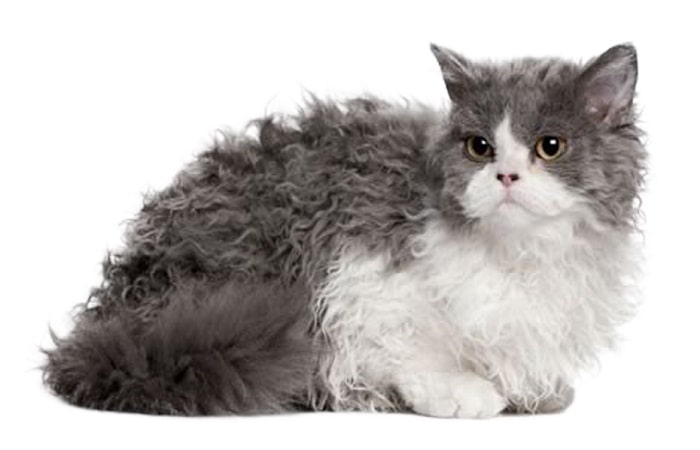 race de chat Selkirk Rex