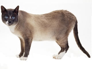 chat Snowshoe