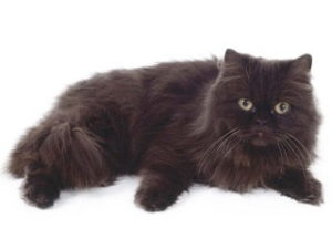 race de chat York Chocolat