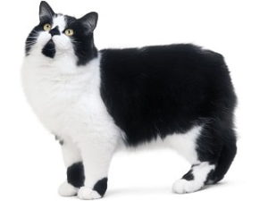 race de chat Cymric