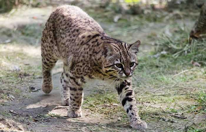 race de chat Geoffroy