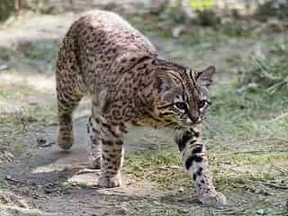 chat de Geoffroy