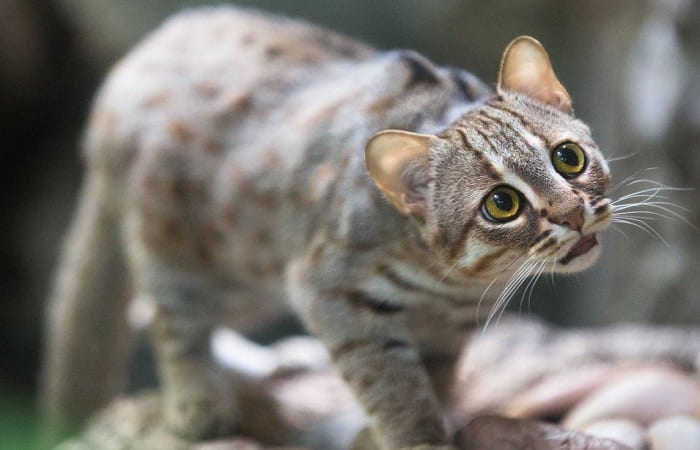 race de chat Rubigineux