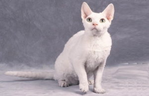 race de chat Ural Rex
