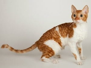 race de chat Ural Rex