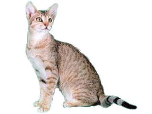 race de chat Kanaani