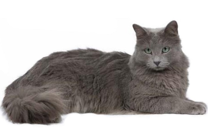 race de chat Nebelung