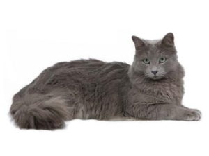 race de chat Nebelung