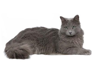 chat Nebelung
