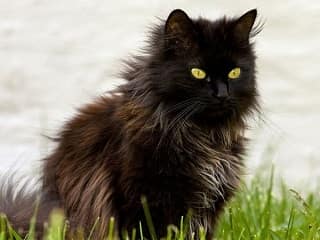 chat Chantilly Tiffany