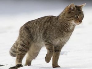 chat sauvage Sylvestre ou Forestier