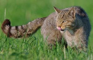 chat sauvage Sylvestre ou Forestier