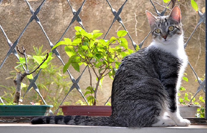 race de chat Brazilian Shorthair