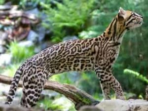 Ocelot