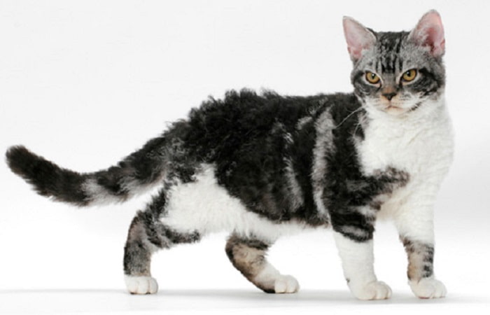 race de chat American Wirehair