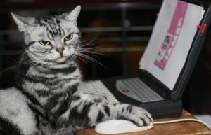 erreur 404 sur Races-de-chat.fr