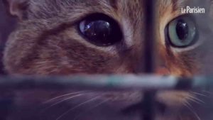 screenshot video chat renard