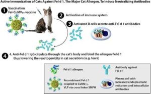 schéma vaccin anti-allergie aux chats