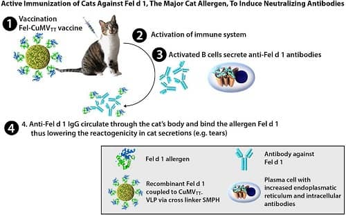 schéma vaccin anti-allergie aux chats