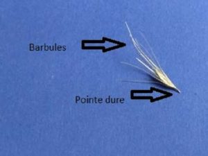 schéma d'un épillet