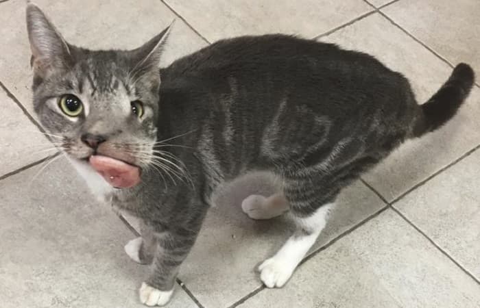 tumeur de la bouche du chat