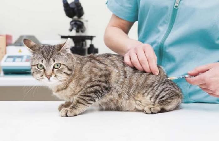 Vaccin anti-allergie au chat