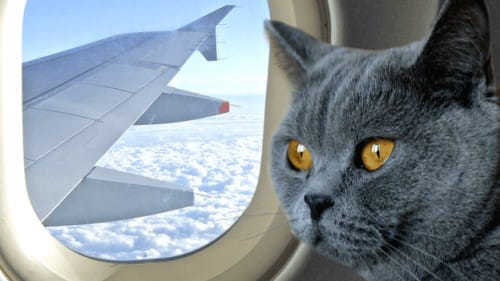 Voyager en avion avec votre animal