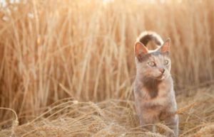 les épillets sont un danger pour le chat