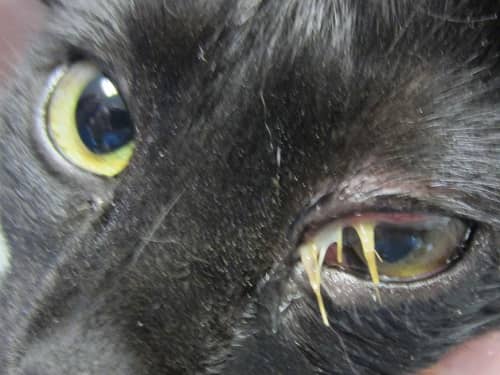 épillet coincé dans l’œil du chat