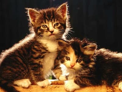 chatons de race American Wirehair