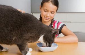 Alimentation de la chatte en gestation