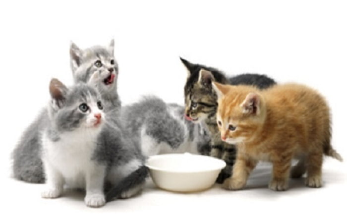 Alimentation chaton en croissance